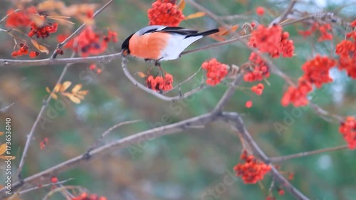 bullfinch on a red rowan bush
