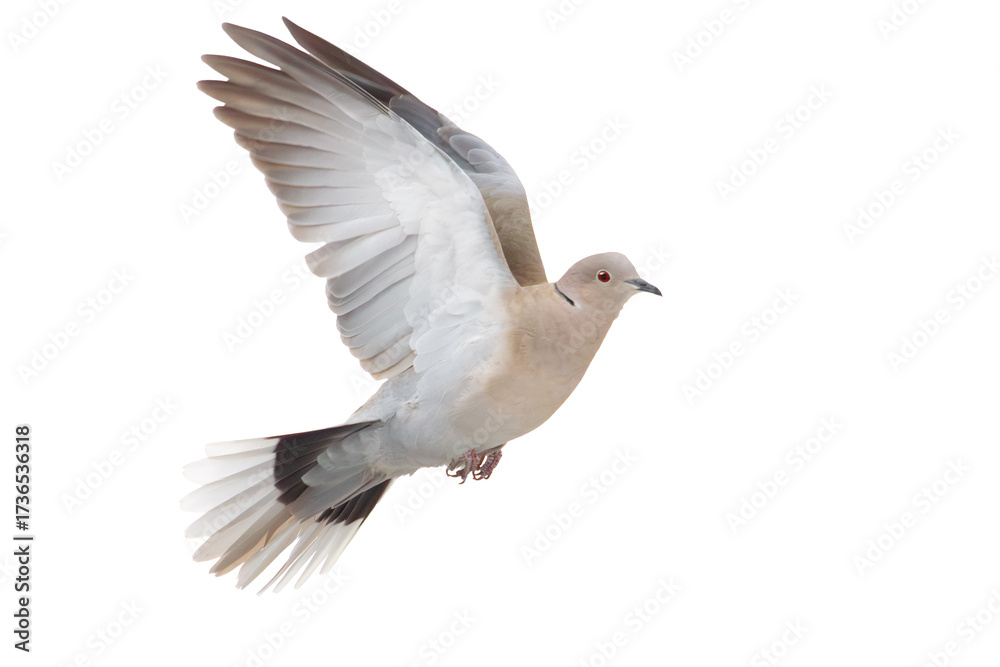 Obraz premium Collared dove flying isolated on white