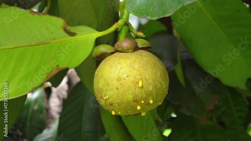 Mangosteen is growing in the garden.