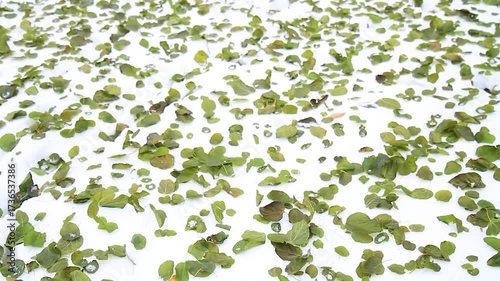 green leaves lie on the white snow