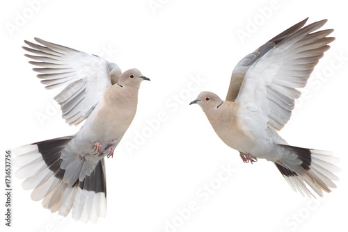 Foto pair of turtle doves in flight on a white background