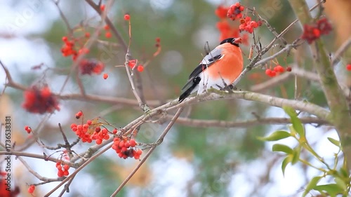 red bird on a red rowan bush