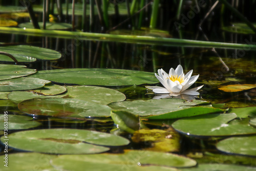 White Water Lily on Green Lily Pads in Calm Pond.
