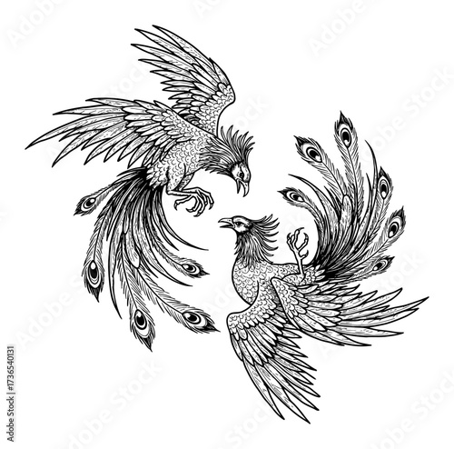 Two Phoenix Fighting with Beautiful Tails Dynamic Choreography Simple Style Black and White Outline Line Art Drawing
