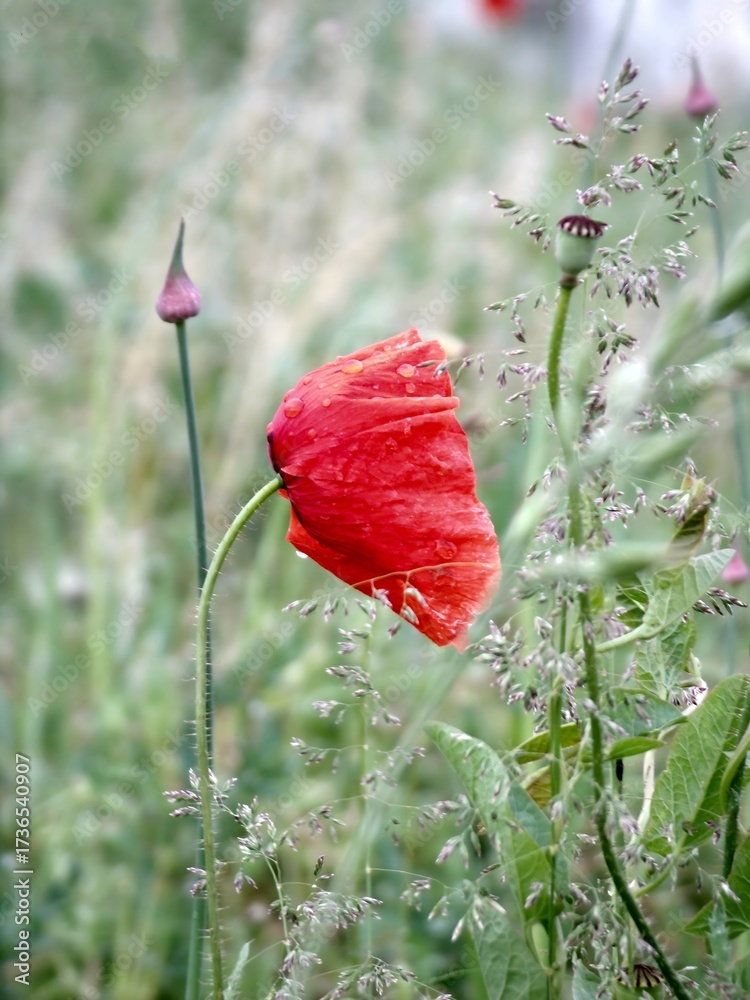 Obraz premium red poppy in a field