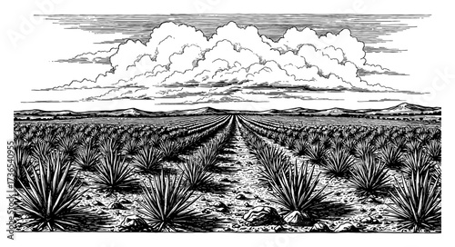 Wide Agave Field Neat Rows Spiky Plants Distance Dramatic Clouds Black and White Outline Line Art Drawing