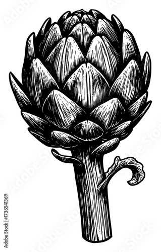 Artichoke Vegetable Stem Isolated Black and White Outline Line Art Drawing Hand Drawn Vintage Style