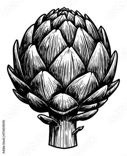 Artichoke Vegetable Flower Bud Detailed Engraving Retro Black and White Outline Line Art Drawing