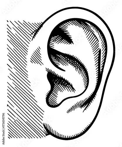 Detailed Human Ear Anatomy Close Up in Vintage Engraving Style Black and White Outline Line Art Drawing