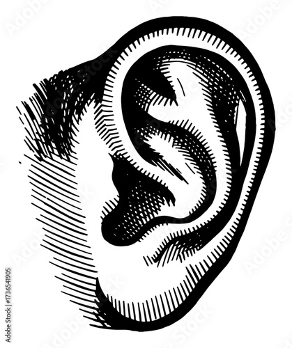 Detailed Human Ear Anatomy Black and White Outline Line Art Drawing Vintage Etching Style