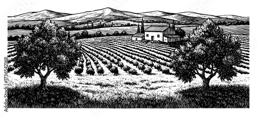 Olive Trees Field House and Mountains Landscape Black and White Outline Line Art Drawing
