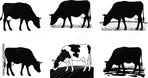 Cow silhouettes grazing in fields and drinking water, farm animal illustrations showing rural agriculture lifestyle, livestock farming vector collection set