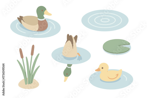 Ducks in Serenity. Isometric vector illustration set waterfowl pond swim dive: duck gliding on pond, rippling water circles, bird