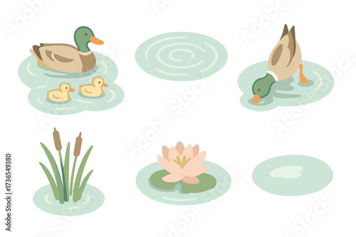 Duck Family Pond Scene. Isometric vector illustration set waterfowl pond swim dive: duck family swimming, circular ripple motion,