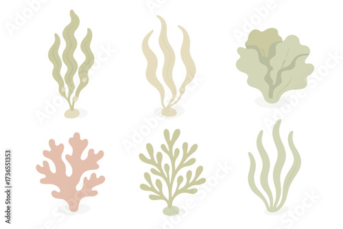 Marine Flora Icons. Isometric vector illustration set Marine flora: giant kelp, bull kelp, sea lettuce, red algae, bladderwrack,
