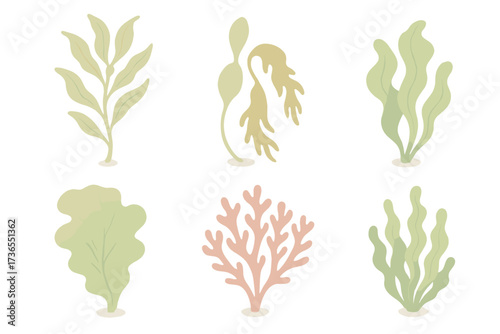 Marine Flora Icons. Isometric vector illustration set Marine flora: giant kelp, bull kelp, sea lettuce, red algae, bladderwrack,