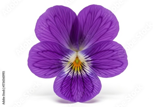 Single purple pansy flower isolated on white background