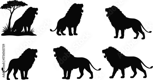 Silhouette lions standing sitting roaring walking majestic mane wild animal collection powerful posture regal wildlife vector illustration design
