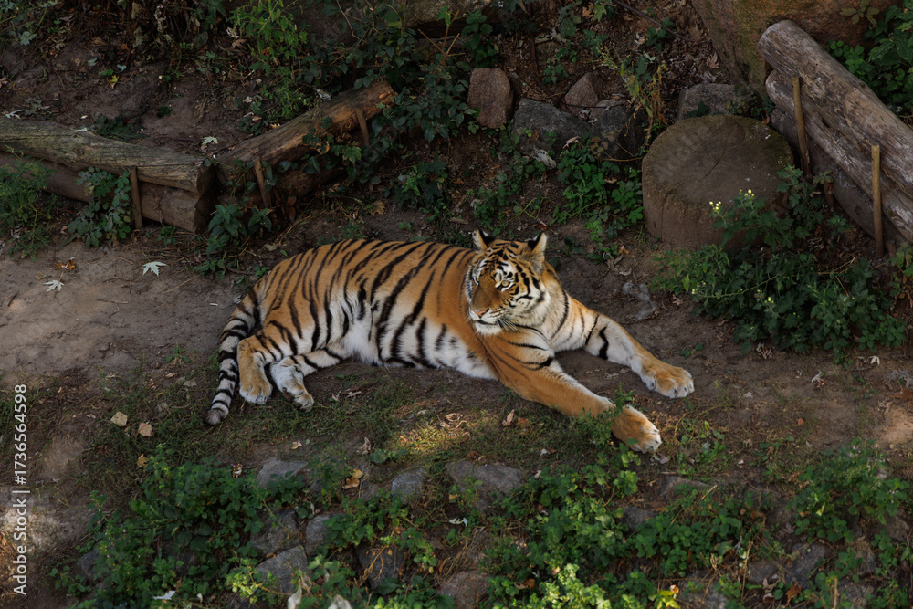 Obraz premium Majestic Tiger Behind Zoo Bars