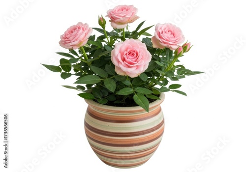 Wallpaper Mural Pink roses in a striped pot isolated on white background Torontodigital.ca