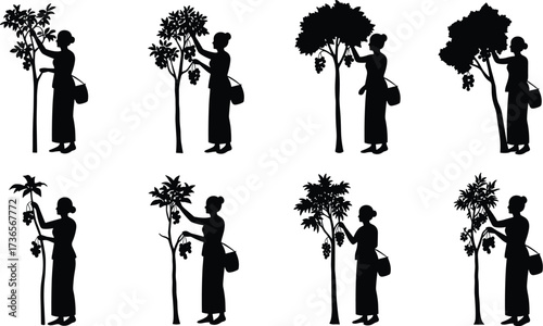 Silhouette woman harvesting fruit from tree with basket, farming activity, agriculture labor, orchard picking process, seasonal harvest vector illustration