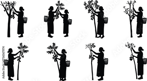 Silhouette woman harvesting fruits from trees with basket, farming agriculture worker picking papaya grapes orchard garden rural lifestyle vector illustration