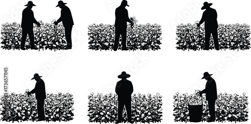 Silhouettes of farmers harvesting crops in fields, agricultural workers picking plants, black and white vector illustration of rural farming labor