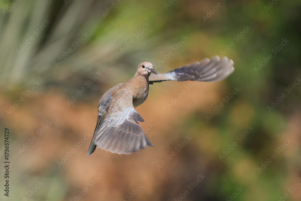 Fototapeta premium d Dove