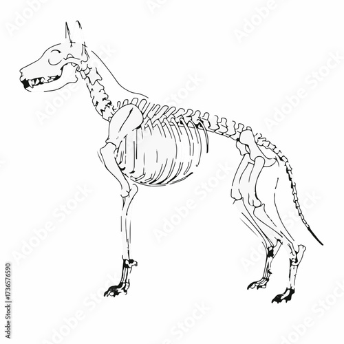 Detailed illustration of a canine skeleton standing profile view