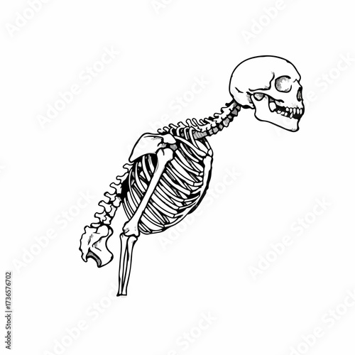 Anatomical illustration of a human skeleton in a dynamic pose, emphasizing bone structure and form.