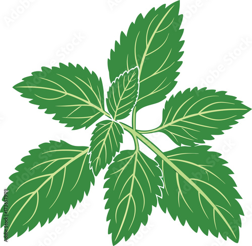 Vector art of a sprig of fresh green basil leaves, , showing its distinct serrated edges and veined pattern