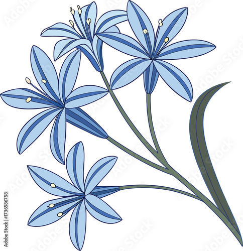 Vector art of a delicate illustration of light blue starshaped flowers with dark blue stripes on a