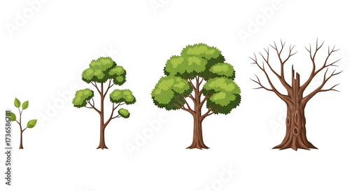 Set showing the life cycle of a tree from a sapling to a mature and dead tree.

