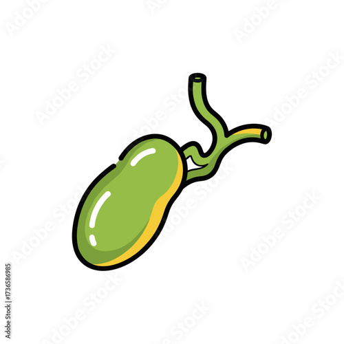 Green gallbladder represents digestive health and well-being, showcasing gallbladder in human anatomy. Gallbladder, which is crucial for digestive health, symbolizes wellness.