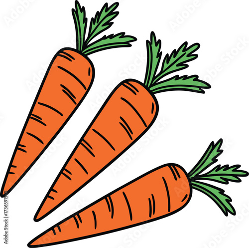 Vector art of three cartoon carrots with green tops, isolated on a
