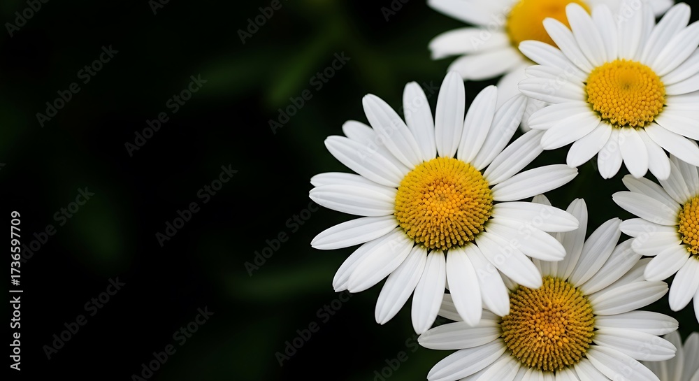 Fototapeta premium Close-up of beautiful daisies with yellow centers and white petals.