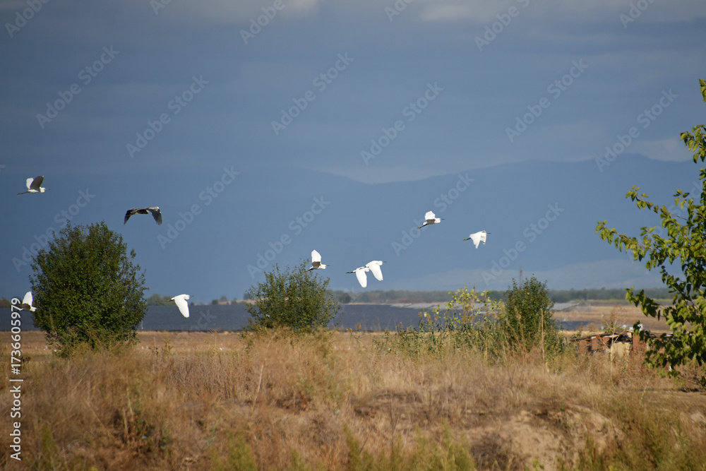 Fototapeta premium A flock of little egrets, a water bird of the heron family flies in the blue sky Fauna and nature