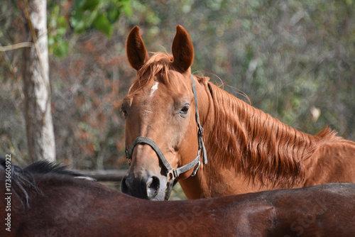 Two red horses nature large domestic animals fauna close-up