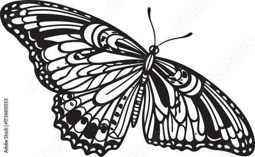 black and white butterfly