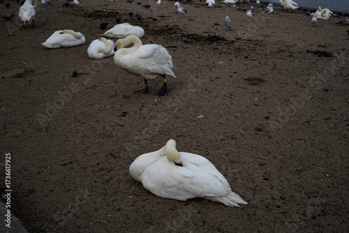 Swan sanctuary, Bray, Ireland
