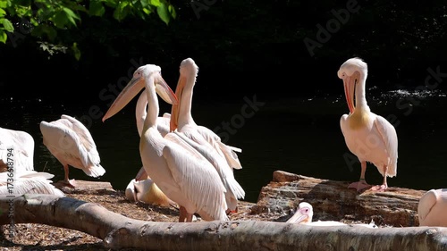 The Great White Pelican, Pelecanus onocrotalus also known as the rosy pelican is a bird in the pelican family.