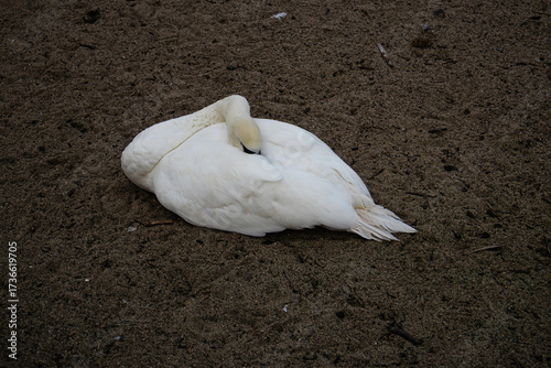 Swan sanctuary, Bray, Ireland