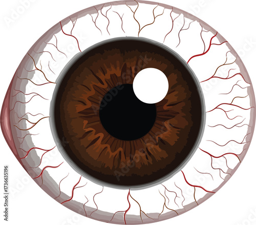 Close up of a bloodshot brown eye with visible veins on a white background
