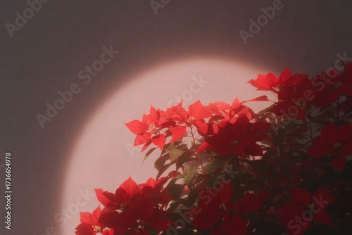 Bright red flowers contrast softly against gentle, glowing backg