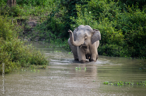 Photography Elephant crossing waterbody after coming out of Forest in Kaziranga National Forest in India