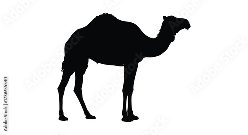 Silhouette of a single hump dromedary camel standing elegantly in profile
