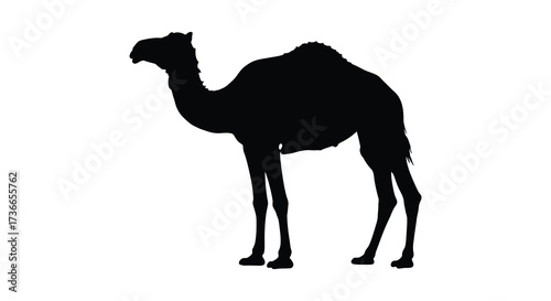 Silhouette of a dromedary camel standing gracefully against a clear white canvas
