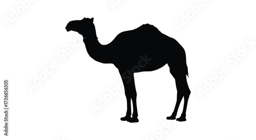 Black silhouette of a camel standing on a plain ready for editing