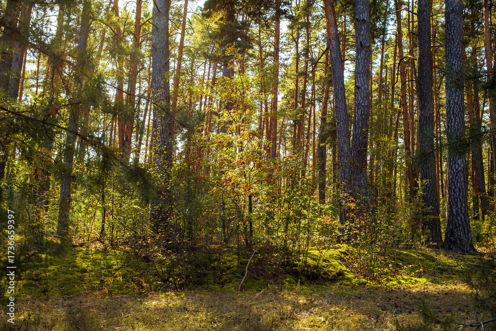 Fototapeta premium Autumn forest landscape