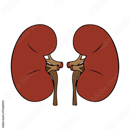 Human Kidneys Illustration